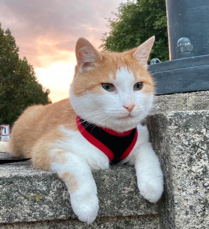 Lief en zorgzaam gezin gezocht voor de liefste kat, Dieren en Toebehoren, Katten-accessoires, Ophalen of Verzenden