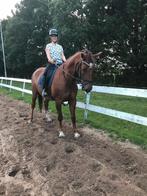 Paarden beleren / dravers omscholen op locatie