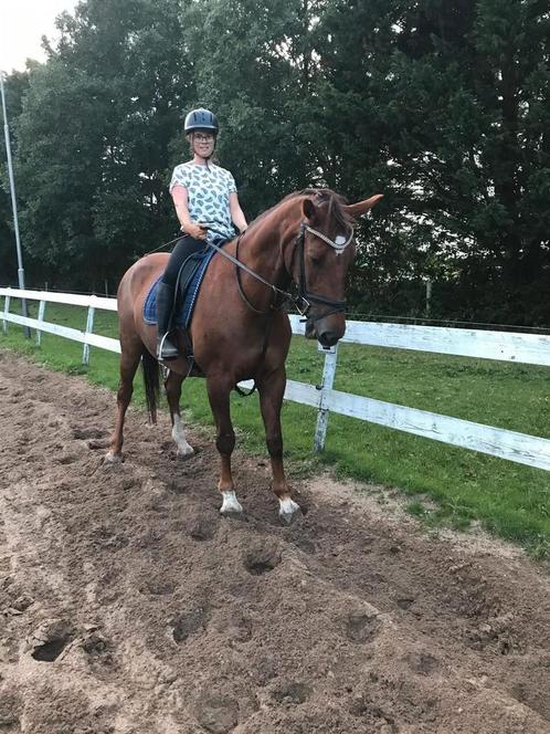 Paarden beleren / dravers omscholen op locatie, Diensten en Vakmensen, Dieren | Paarden | Verzorging, Oppas en Les