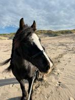 Stal/paddock/weide/pensionstal gezocht, Dieren en Toebehoren, Paarden en Pony's | Overige Paardenspullen, Ophalen
