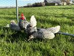 Jonge Sebright krielkippen Zilver zwart gezoomd ingeënt, Dieren en Toebehoren, Pluimvee, Meerdere dieren, Kip