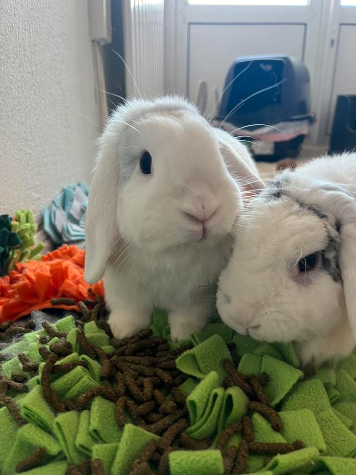 Koppel konijnen, Dieren en Toebehoren, Konijnen, Groot, Meerdere dieren