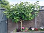 Hele mooie vijgenboom, Tuin en Terras, Bloeit niet, Overige soorten, 100 tot 250 cm, Ophalen