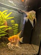 3x maanvissen, Dieren en Toebehoren, Vissen | Aquariumvissen, Vis