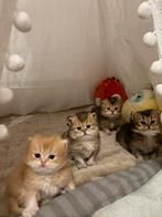 britse langhaar, Geslacht onbekend