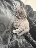 Britse korthaar kitten, Dieren en Toebehoren, Katten en Kittens | Raskatten | Korthaar, Kater, 0 tot 2 jaar