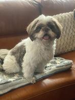 shih tzu reu 2 jaar oud, Dieren en Toebehoren, Honden | Chihuahua's en Gezelschapshonden, Rabiës (hondsdolheid), 1 tot 2 jaar