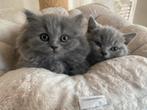 Brits Kort- en Langhaar kittens met stamboom, Poes, Gechipt, 0 tot 2 jaar