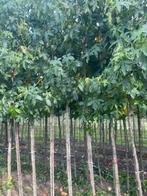 Liquidambar xl of 12-14 vm, Ophalen of Verzenden, Volle zon, Overige soorten, 250 tot 400 cm