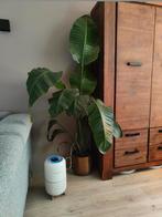 Mooie gezonde strelitzia, Huis en Inrichting, Kamerplanten, Ophalen, Halfschaduw