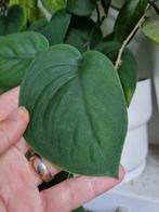 scindapsus jade satin stek, Huis en Inrichting, Kamerplanten, Ophalen of Verzenden, Halfschaduw, Minder dan 100 cm