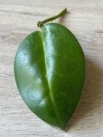 Hoya calycina 'Stargazer’ stekje, Ophalen of Verzenden, Overige soorten, Minder dan 100 cm