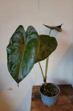 Alocasia Wentii, Huis en Inrichting, Kamerplanten, Ophalen, Halfschaduw, Minder dan 100 cm