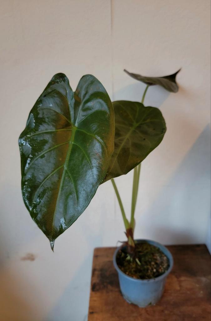 Alocasia Wentii, Huis en Inrichting, Kamerplanten, Minder dan 100 cm, Halfschaduw, Ophalen