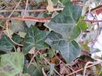 Restpartij  Goedkope snelgroeiende Hedera hibernica plant, k, Vaste plant, Ophalen of Verzenden, Klimplanten, Bloeit niet