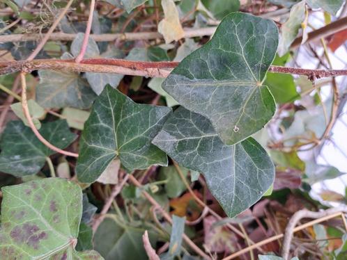 Restpartij  Goedkope snelgroeiende Hedera hibernica plant, k, Tuin en Terras, Planten | Tuinplanten, Vaste plant, Klimplanten