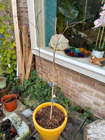 Papiermoerbei, Broussonetia kazinoki ‘Cornelia' beschikbaar voor biedingen