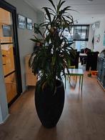 grote Dracaena kamerplant in pot, Ophalen, 200 cm of meer, Overige soorten, Halfschaduw