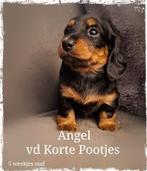 Dwergteckel Langhaar pupjes, blond dragend m ARFE Stamboom, Dieren en Toebehoren, Fokker | Hobbymatig, Rabiës (hondsdolheid), 8 tot 15 weken