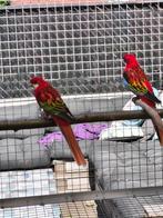 Koppel rosella, Dieren en Toebehoren, Meerdere dieren, Parkiet, Geringd