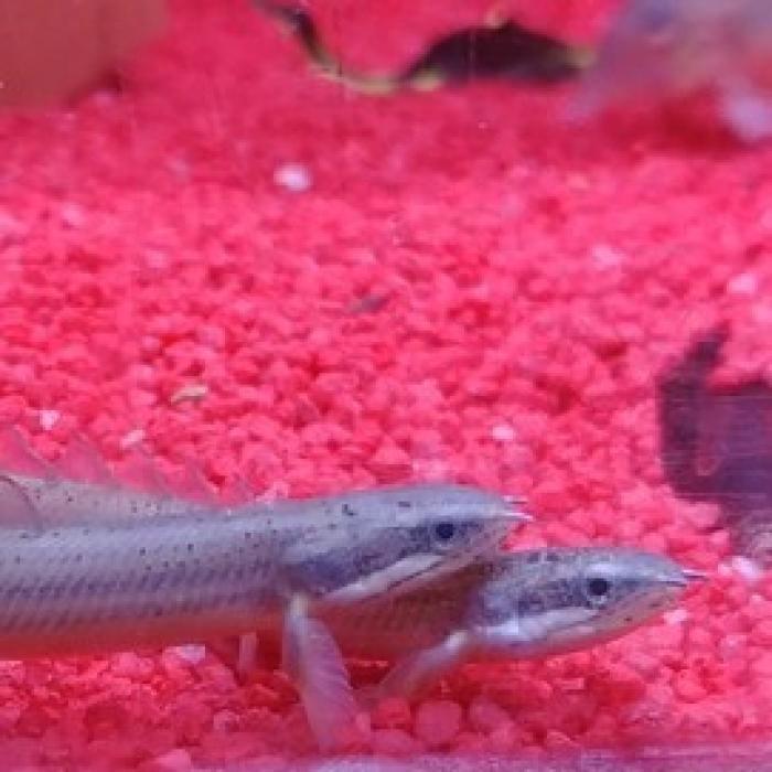 Polypterus senegalensis, Dieren en Toebehoren, Reptielen en Amfibieën