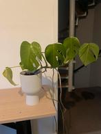Monstera varigata met pot, Ophalen, Halfschaduw, Minder dan 100 cm