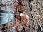 Legkippen, Dieren en Toebehoren, Pluimvee, Vrouwelijk, Kip