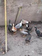 Eenden, Dieren en Toebehoren, Pluimvee, Mannelijk, Eend