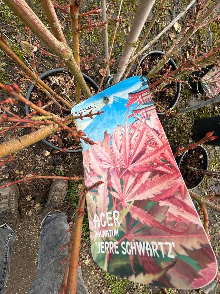 Acer palmatum Jerre Schwartz - 25L Pot, Tuin en Terras, Aarde en Mest, Potgrond, Ophalen