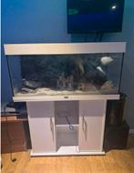 Jewels aquarium - goede schoonmaak beurt nodig!, Ophalen, Gebruikt, Grind, Zand of Voedingsbodem