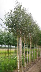 Himalayaberk berkenboom berk met witte stam betula jaqumonti, Tuin en Terras, Planten | Bomen, Ophalen