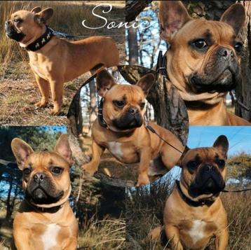 Franse bulldog dekreu ter beschikking voor uw teef beschikbaar voor biedingen