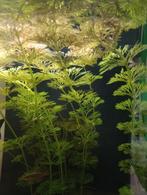 Ambulia aquarium planten, Dieren en Toebehoren, Vissen | Aquaria en Toebehoren, Ophalen of Verzenden, Nieuw, Plant(en), Steen of Hout