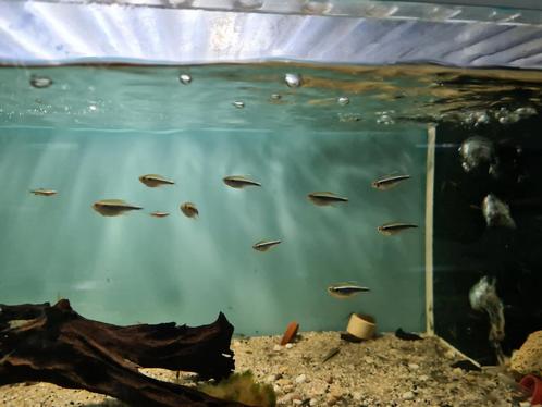 Zwarte neon tetra, Hyphessobrycon herbertaxelrodi, Dieren en Toebehoren, Vissen | Aquariumvissen, Zoetwatervis, Vis