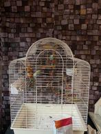 2 grasparkieten + voer + speeltjes/stokjes, Dieren en Toebehoren, Vogels | Parkieten en Papegaaien, Meerdere dieren, Parkiet, Tam