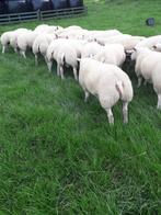 Texelaar stamboek ramlammeren, Dieren en Toebehoren, Schapen, Geiten en Varkens, Meerdere dieren, Schaap, 0 tot 2 jaar