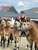 🌟 Irish Sport Horse merrie – valkkleur – 5 jaar 🌟, Dieren en Toebehoren, Merrie, Gechipt, M, Dressuurpaard