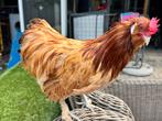 Kriel haantje, Dieren en Toebehoren, Mannelijk, Kip