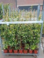 Trachelospermum jasminoides (Toscaanse Jasmijn wit ) OP=OP, Tuin en Terras, Ophalen, Volle zon, Vaste plant, Klimplanten