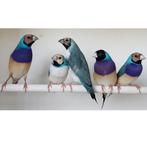 GEZOCHT !!! Koppel blauwe gouldamadines, Meerdere dieren