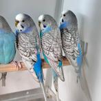 Melanistic parkieten koppels, Dieren en Toebehoren, Vogels | Parkieten en Papegaaien, Meerdere dieren, Parkiet