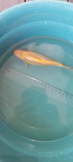 Mooie tosai  koi ( geheel schub loos ), Dieren en Toebehoren, Vissen | Vijvervissen, Karper of Koi