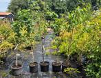 Kers soorten., Ophalen, Volle zon, Kersenboom, In pot