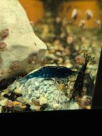 Neocaridina garnalen blauw en grijs, Dieren en Toebehoren, Kreeft, Krab of Garnaal