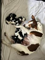 Mooie boerenfox pups, Dieren en Toebehoren, 8 tot 15 weken, Meerdere, Meerdere dieren, Nederland