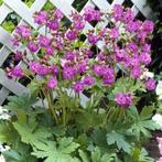 Geranium macrorrhizum Ooievaars bek€2., Tuin en Terras, Halfschaduw, Zomer, Vaste plant, Ophalen of Verzenden