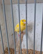 Kanarie man, Mannelijk, Kleurkanarie