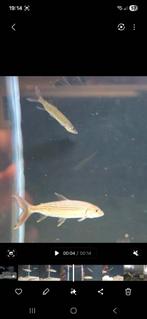 Hydrocynus vitattus, hepsetus odoe, atractosteus spatula, Dieren en Toebehoren, Vis