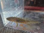 Baby axolotl, Dieren en Toebehoren, Overige soorten, 0 tot 2 jaar