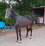 3j springpaard, Dieren en Toebehoren, Paarden, 3 tot 6 jaar, Gechipt, Zadelmak, Hengst
